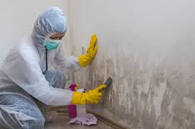 Professional Mold Removal in West Odessa, TX